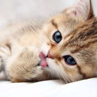 Kitten wallpaper
