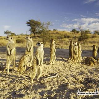 Meerkat wallpaper