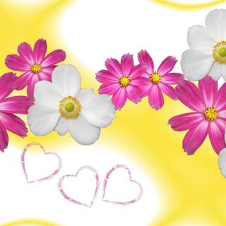 Wallpapers of flowers