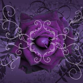 Free purple wallpaper download