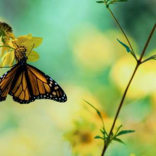 Butterfly and flower wallpaper