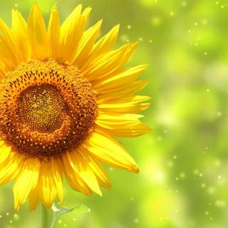 Sunflower backgrounds