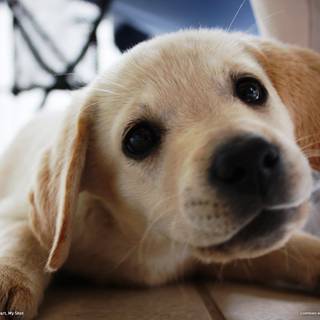 Yellow Lab wallpaper