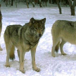 Wolf pack images