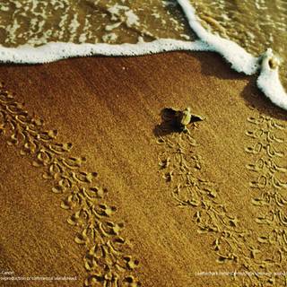 Sea turtles wallpaper