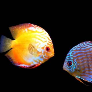 Discus fish wallpaper