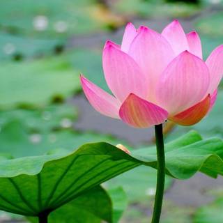 Water lily wallpaper