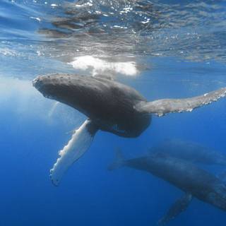 Blue whale wallpaper