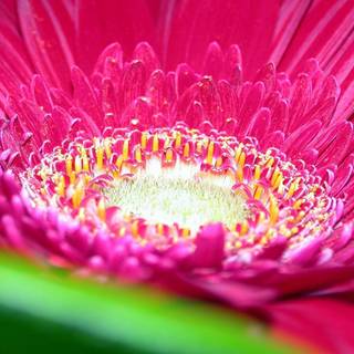 Flower desktop background pictures