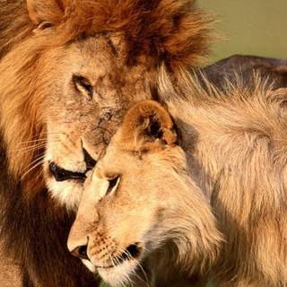 Lion desktop pictures