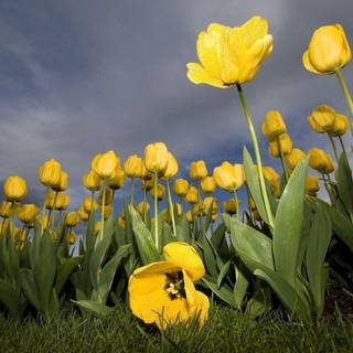 Desktop wallpaper widescreen