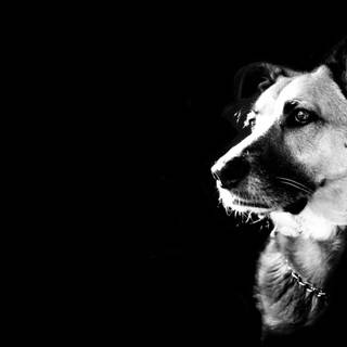 Black background wallpaper