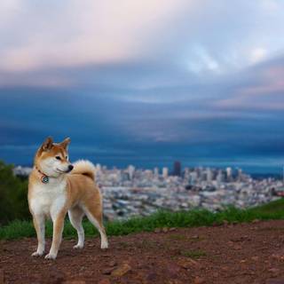 Shiba Inu wallpaper