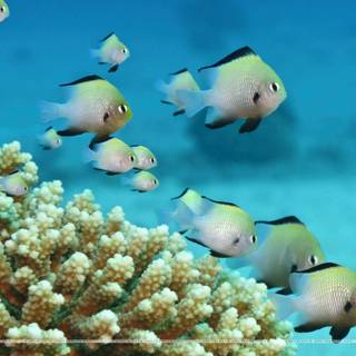 Nature wallpaper SantaBanta