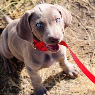 Weimaraner wallpaper