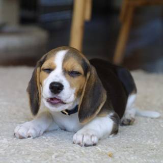 Beagle puppy wallpaper
