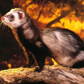 Ferret wallpaper