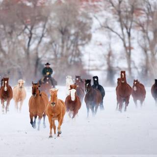 Cool horse backgrounds