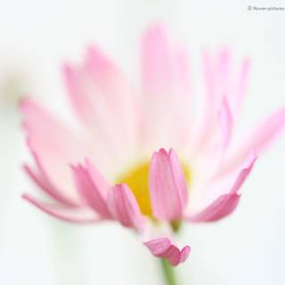 Pictures of flowers for desktop background