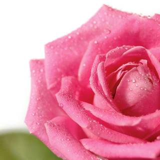 Download rose flower pictures