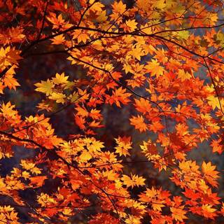Fall leaf wallpaper