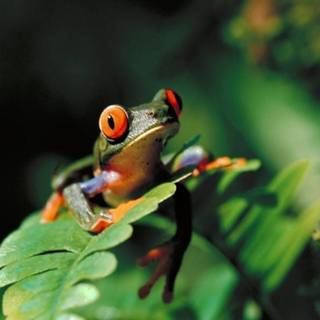 Tree frog wallpaper
