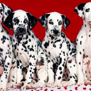 Dalmatian wallpaper