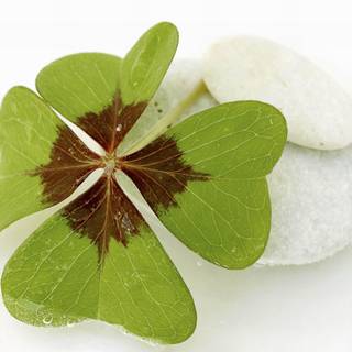 Four leaf clover wallpaper