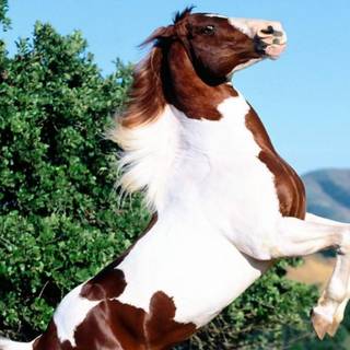 Free horses wallpaper