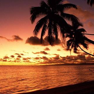 Palm trees wallpaper