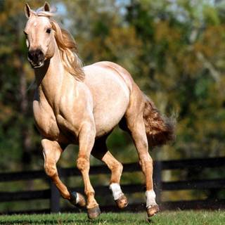 Horse walpapers