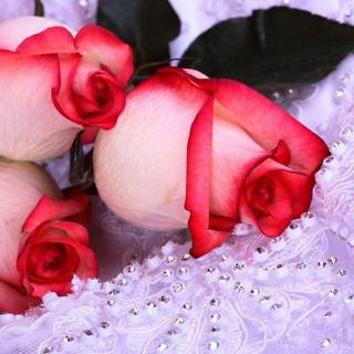 Pictures of roses wallpaper