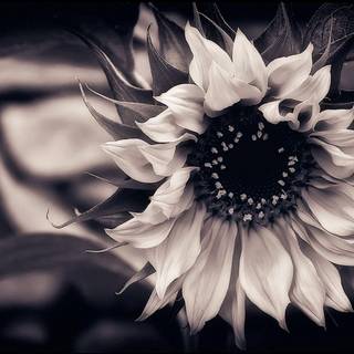 Pretty black and white backgrounds