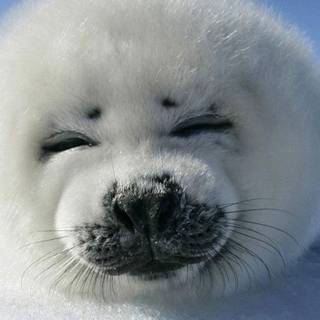 Baby seal wallpaper