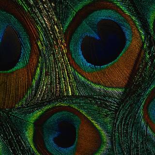 Wallpapers of peacock feathers HD 2015