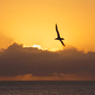 Seagull wallpaper
