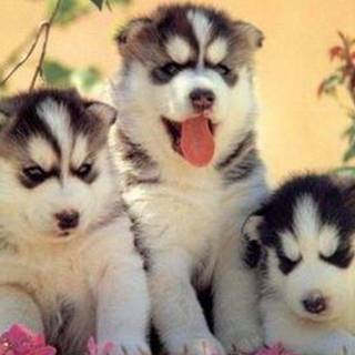 Funny puppy wallpaper