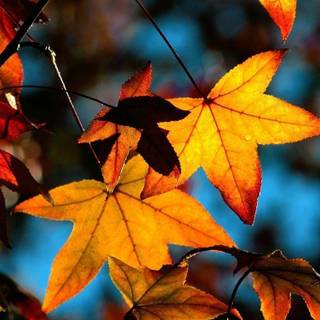 Fall background pictures