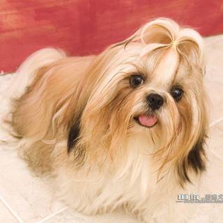 Shih tzu wallpaper