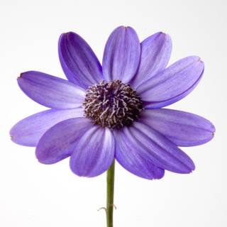 Purple flower white background