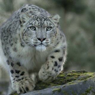 Snow leopard HD wallpaper