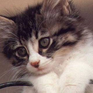 Free desktop wallpaper cats