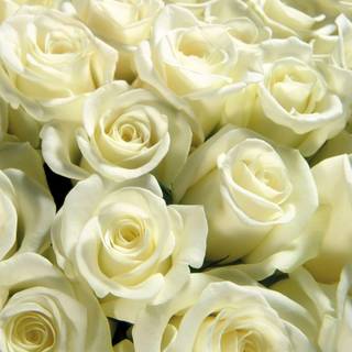 White rose background