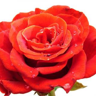 Photos of rose flower