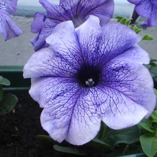 Petunia images