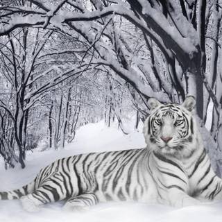 Wild animals wallpaper