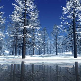 Pine tree wallpaper