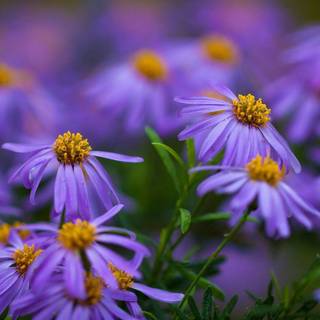 HD images of flowers