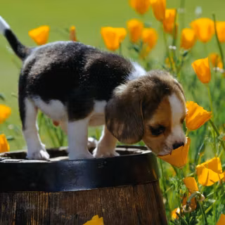 Beagle puppy wallpaper