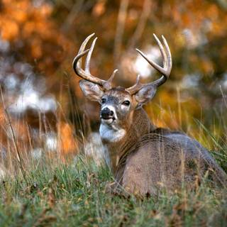 White-tailed deer wallpaper